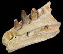 Spinosaurus Jaw Section - Four Composite Teeth #50630-3